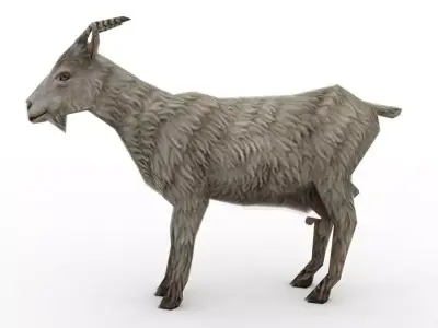 Animal - Goat Low-poly 3D model