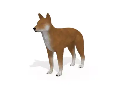3D Dog Dingo Australian Animal 3D model
