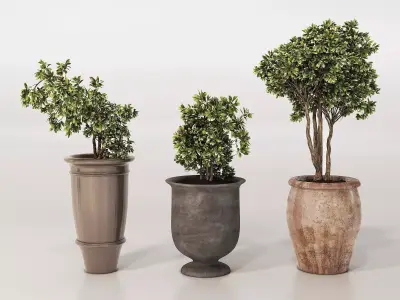 Potted Plants Collection 1  3D Models 3D model