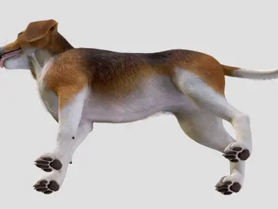 Dog - Beagle Low-poly 3D model