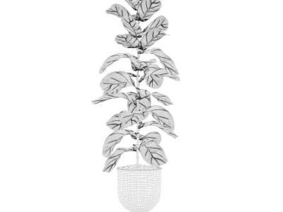 Ficus Lyrata in black pot 3D model
