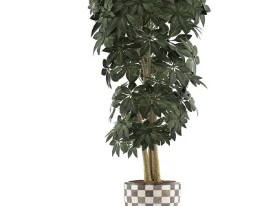 Plants Collection 79 3D model