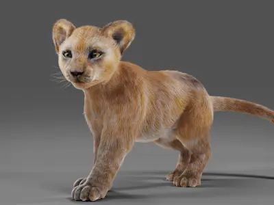 Fur Baby Lion Rigged in Blender  Low-poly 3D model