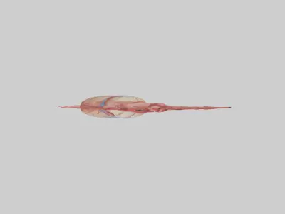 Human Coronary Arteries Model Low-poly 3D model
