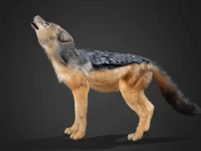 Jackal Realistic Animated 3D model