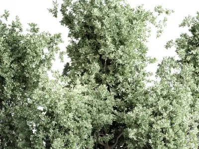 indoor plant set 431 pot plant old tree concrete dirt vase  Low-poly 3D model