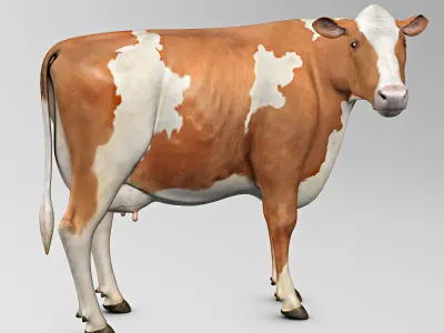 Cow Ayrshire 3D model