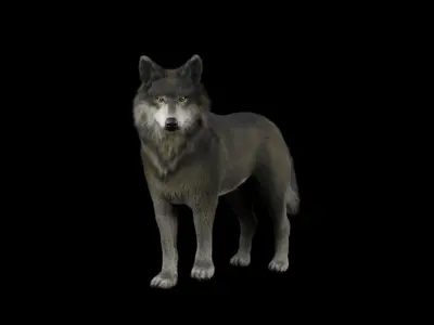 Wolf Basic Rigged 3D Model Low-poly 3D model