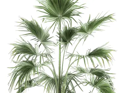 Decorative palm in a flowerpot 712 3D model