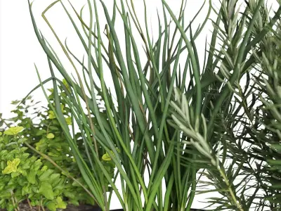 Herb Shelf with Black Pots 3D model