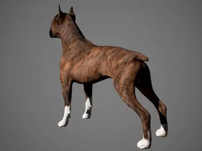 Boxer Real-Time Low-poly 3D model