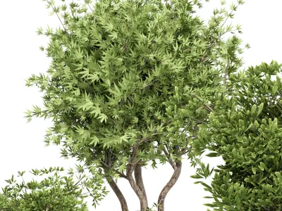 Collection Outdoor plant in concrete pot 15 Low-poly 3D model