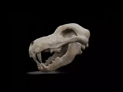 Wolf and Dog low poly game ready skull Low-poly 3D model
