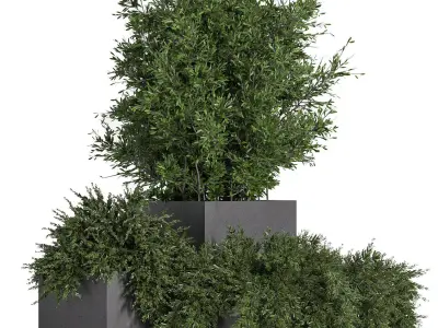 Outdoor Plants Tree in Concrete Box 03 3D model