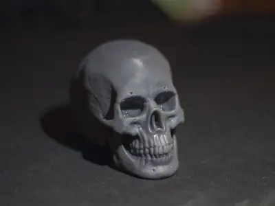 Skull - Male 3D print model