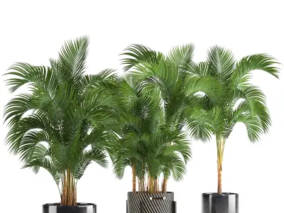 Collection of decorative palms 3D model