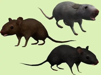 Mouse lowpoly  Low-poly 3D model