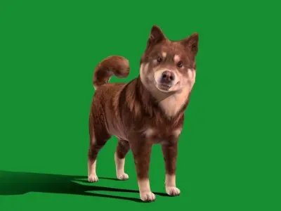 Finnish Lapphund Dog Breed 3D model