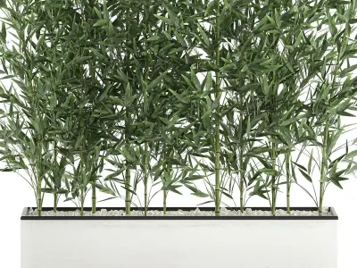 Bamboo bush for the interior in a white flowerpot 579 3D model