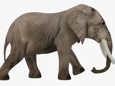 Elephant Rigged Low-poly 3D model get