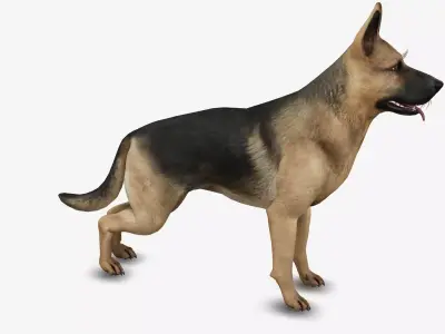 dog German Shepherd Low-poly 3D model