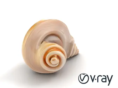 Spiral Seashell Natural Design model pack Low-poly 3D model
