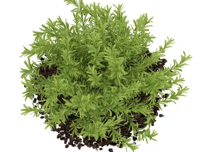 Thin Leaves Sedum Plant Sedum album 3D model