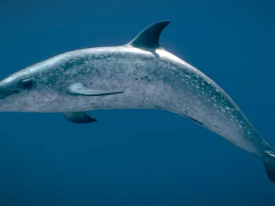 Atlantic Spotted Dolphin 3D model