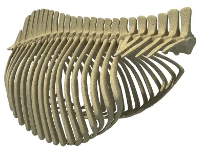 Detailed Bones of  Animal Rib Cage 2 3D model