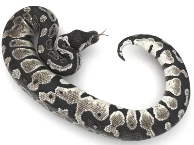Axanthic Ball Python Snake 3D model