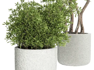 Collection Outdoor plant in concrete pot 15 Low-poly 3D model