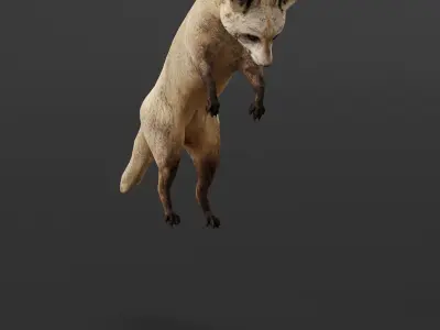 Bat Eared Fox Animal  Low-poly 3D model