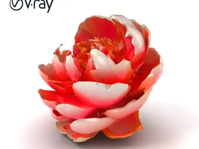 Bicolor Peony Soft Hue model pack Low-poly 3D model