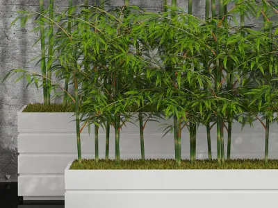 Plants collection 06 Bamboo 3D model