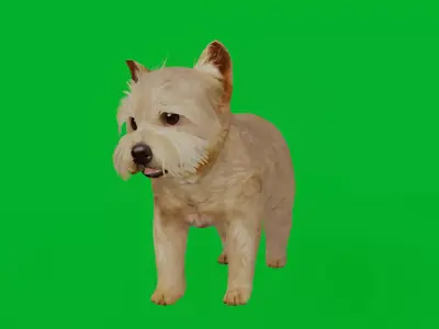 Yorkshire Terrier Puppy Dog Low-poly 3D model