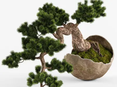 Bonsai Pinus Sylvestris Tree 3D model