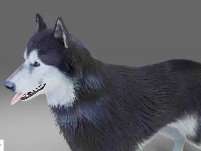Fur Gray Wolf NO Rigged in Blender Low-poly 3D model