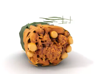 Natural Herb Bundle model pack Low-poly 3D model