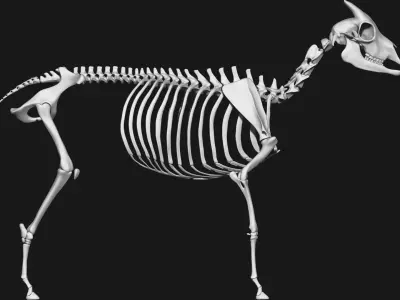 Goat skeleton 3D model
