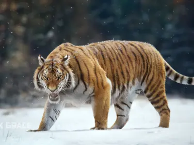 Siberian Tiger Animated  VFX Grace 3D model