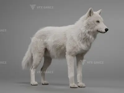 Arctic Wolf Animation - Blender 3D Model 3D model