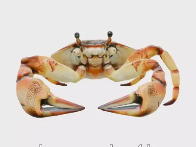 Fiddler Crab with Oversized Claw 3D Model Low-poly 3D model