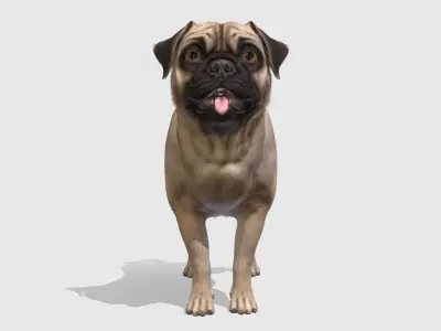 Dog - Pug Low-poly 3D model