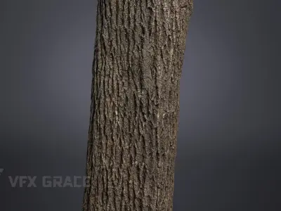 Apricot tree 001 3D model