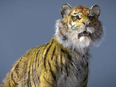  Siberian Tiger 3D model