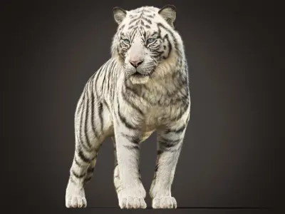 White Tiger 2025 static Xgen Core 3D model