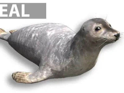 Seal animated Low-poly 3D model