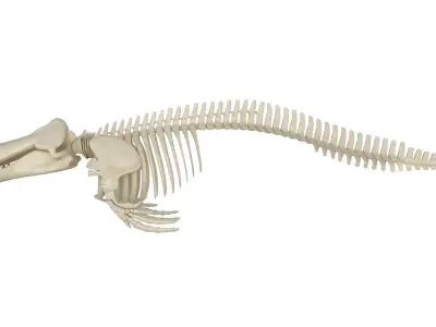 Killer Whale Orca Skeleton 3D model
