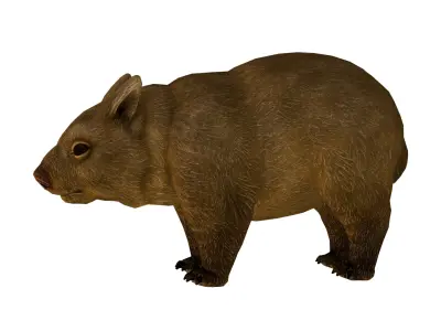wombat rig  high-poly  textured 3D model