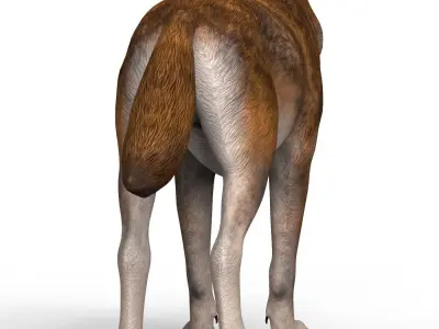 Red Wolf Low-poly 3D model